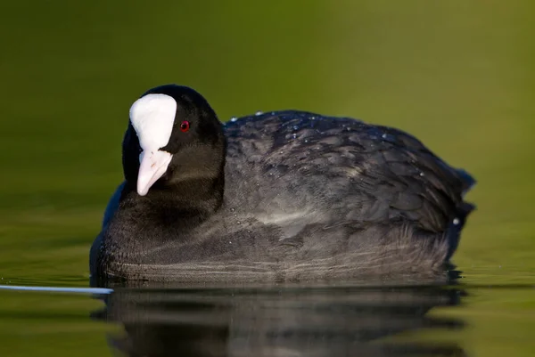 Common Coot Fulica Atra Ειδικό Μαύρο Υδρόβιο Πτηνό Από Ευρωπαϊκές — Φωτογραφία Αρχείου