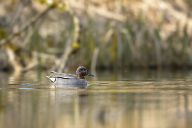 Yeşil kanatlı Teal - Anas crecca, güzel renkli küçük ördek Avrasya tatlı sularından, Zug, İsviçre.
