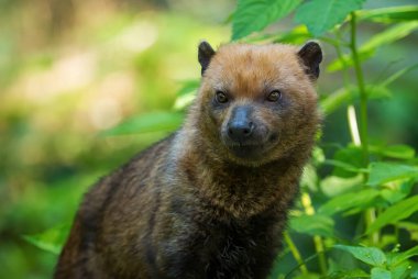 Bush Dog - Speothos venaticus, Güney Amerika ormanlarından küçük utangaç vahşi köpek, Ekvador.