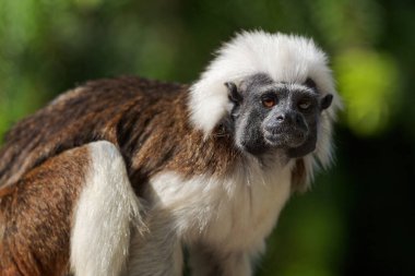 Pamuk kaplı Tamarin - Saguinus Oedipus, Güney Amerika tropikal ormanlarından güzel küçük primat, Kolombiya.