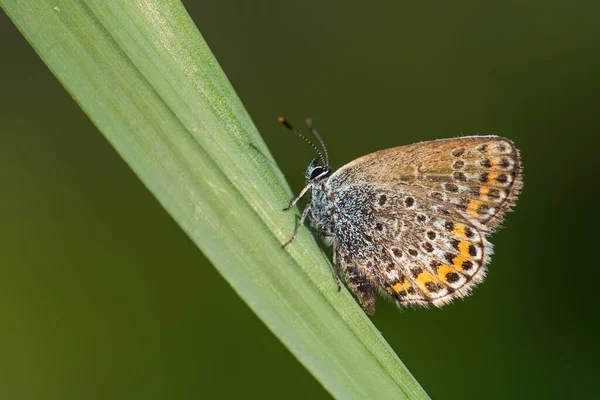 Silver Studded Blue Butterfly Plebejus Argus Beautiful Colored Buttefly European — Stock Photo, Image