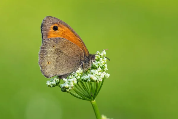 Meadow Brown Butterfly Maniola Jurtina 来自欧洲草地和草原的小棕色草脚 捷克共和国 Zlin — 图库照片