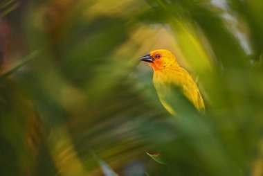 Doğu altın dokumacı - Ploceus subaureus, Afrika çalılıklarından ve ormanlarından güzel sarı dokumacı, Zanzibar adası, Tanzanya.