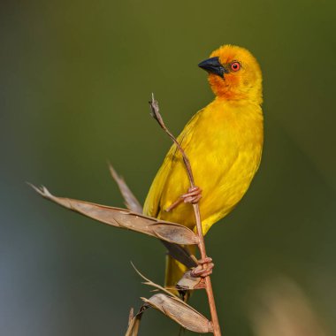 Doğu altın dokumacı - Ploceus subaureus, Afrika çalılıklarından ve ormanlarından güzel sarı dokumacı, Zanzibar adası, Tanzanya.
