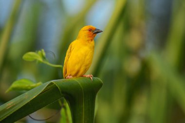 Doğu altın dokumacı - Ploceus subaureus, Afrika çalılıklarından ve ormanlarından güzel sarı dokumacı, Zanzibar adası, Tanzanya.