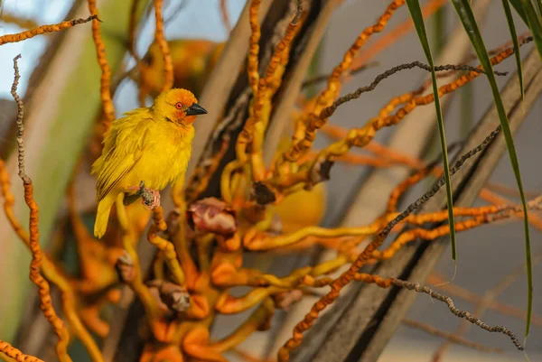 Eastern Golden Weaver Ploceus Subaureus Beautiful Yellow Weaver African Bushes — Stock Photo, Image