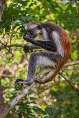 Zanzibar Red Colobus - Piliocolobus kirkii, Zanzibar adasındaki ormanlarda yaşayan güzel renkli primat türü..