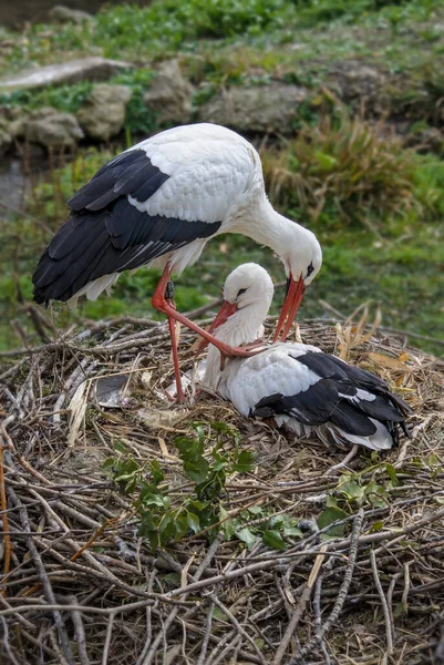 Cigüeña Blanca Ciconia Ciconia Hermosa Gran Ave Popular Europa Prados — Foto de Stock