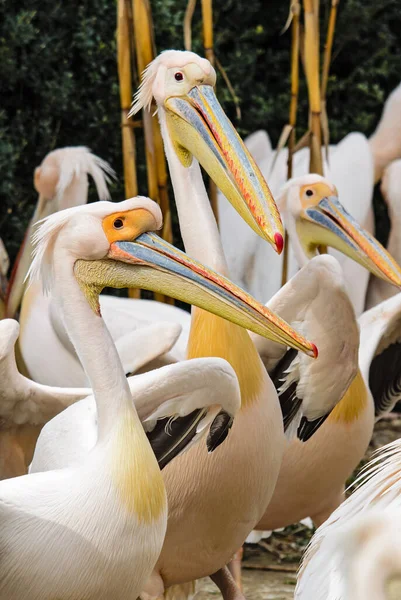 グレートホワイトペリカン ペリカヌス オノクロタラス アフリカ沿岸からの大きな白い海の鳥 ワルビス湾 ナミビア — ストック写真