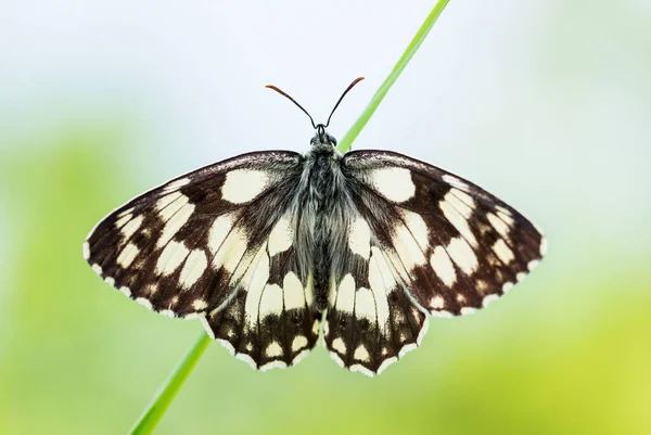 Marmorierter Weißer Schmetterling Melanargia Galathea Schöner Schwarzer Und Weißer Schmetterling — Stockfoto
