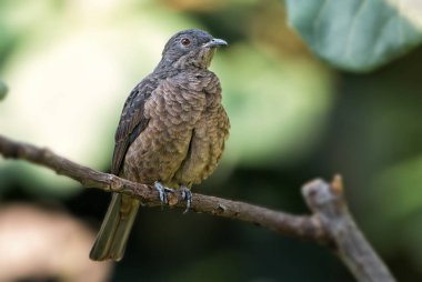 Spangled Cotinga - Cotinga cayana, Güney Amerika, Brezilya 'daki Amazon yağmur ormanlarının güzel renkli tünemiş kuş örtüsü.