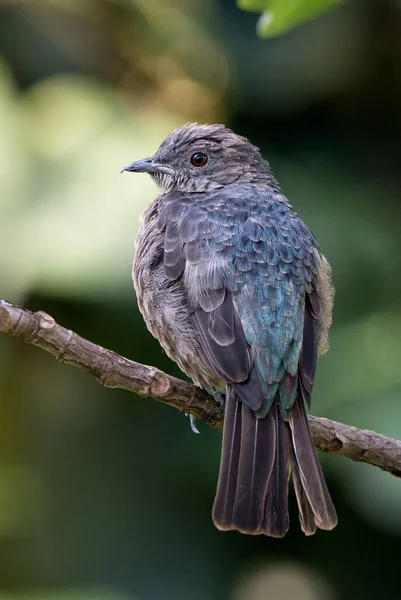 西班牙科廷加 科廷加卡亚纳 美丽的彩色栖息鸟树冠亚马逊热带雨林 — 图库照片