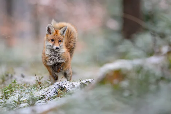 Red Fox Vulpes Vulpes Piękne Drapieżniki Zimą Europejskich Lasów Czechy — Zdjęcie stockowe