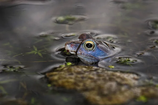 Moor Frog Rana Arvalis Beautfiul Rana Speciale Delle Acque Dolci — Foto Stock