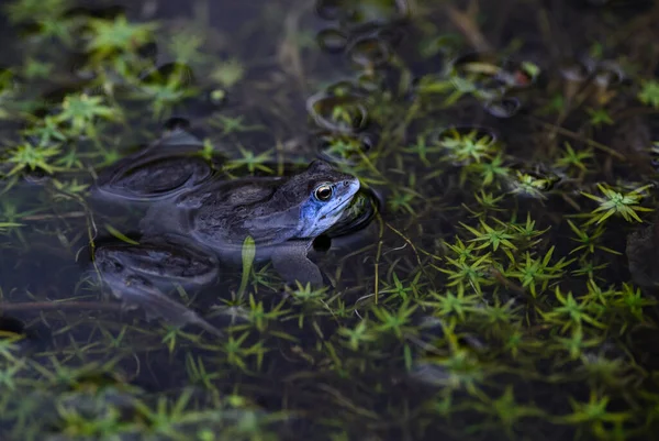 Moor Frog Rana Arvalis Żaba Specjalna Euroazjatyckich Wód Słodkich Morawy — Zdjęcie stockowe