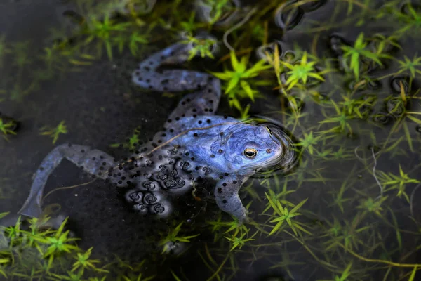 Rana Mora Rana Arvalis Rana Especial Beautfiul Aguas Dulces Euroasiáticas — Foto de Stock