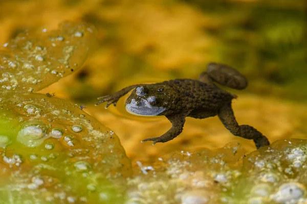 Geelbuikpad Bombina Variegata Mooie Gekleurde Kikker Uit Europees Zoet Water — Stockfoto