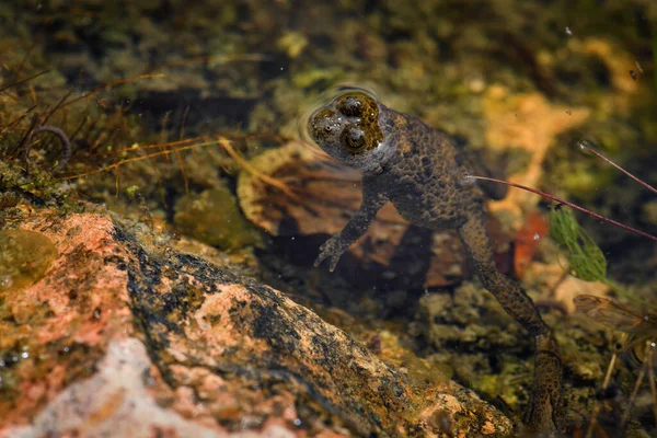 Bombina Variegata European Fresh Water Stramberk Czech Republic — 스톡 사진