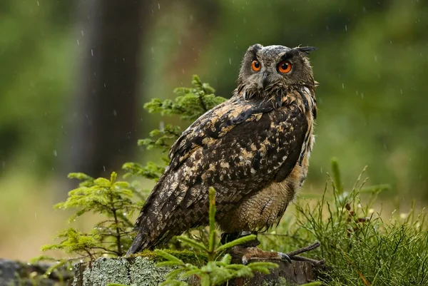 Eurasian Eagle Owl Bubo Bubo Coruja Grande Das Florestas Europeias — Fotografia de Stock