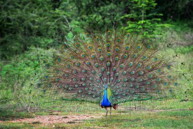 Hint Peafowl - Pavo Kristali, Hint ormanlarından ve otlaklarından güzel ikonik renkli kuş, Sri Lanka.