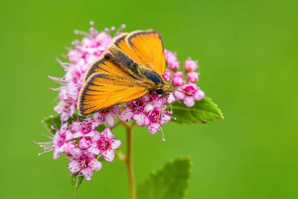 Essex Skipper Thymelicus Lineola 欧洲草地上美丽的小橙色蝴蝶 捷克共和国兹林市 — 图库照片