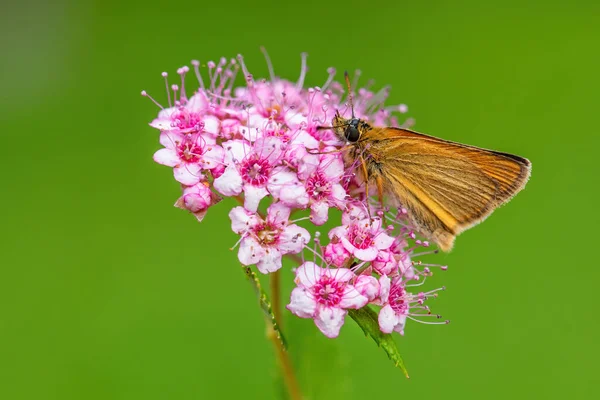 Essex Skipper Thymelicus Lineola Όμορφη Μικρή Πορτοκαλί Πεταλούδα Από Ευρωπαϊκά — Φωτογραφία Αρχείου