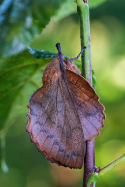 Lappet - Gastropacha quercifolia, Avrupa ormanlarından özel görünüşlü güve, Zlin, Çek Cumhuriyeti.