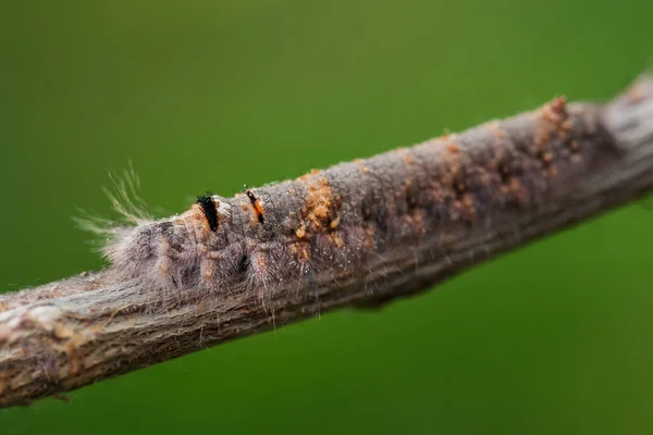 Lappet Gastropacha Quercifolia Speciální Unikátní Můra Euroasijských Lesů Zlín Česká — Stock fotografie