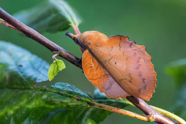 Lappet Gastropacha Quercifolia Eine Einzigartig Aussehende Motte Aus Euroasiatischen Wäldern — Stockfoto