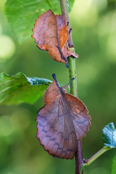 Lappet Gastropacha Quercifolia 来自欧洲林地的特别独特的蛾 捷克共和国 Zlin — 图库照片