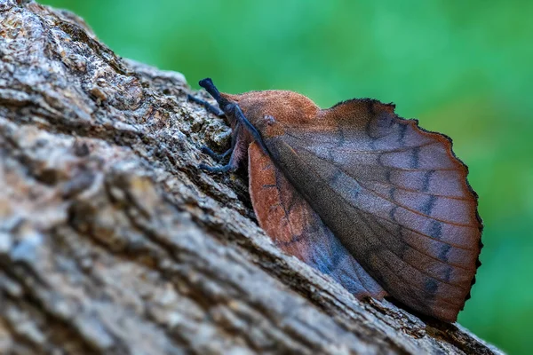 Lappet Gastropacha Quercifolia Eine Einzigartig Aussehende Motte Aus Euroasiatischen Wäldern — Stockfoto