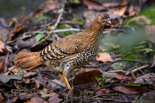 Ceylon Junglefowl Gallus Lafayettii Iconic Colored National Bird Sri Lanka — Stock Photo, Image
