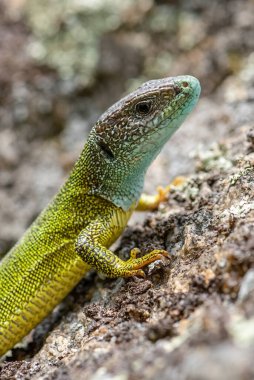 Yeşil Kertenkele - Lacerta viridis, Avrupa çayır ve kayalarından güzel renkli kertenkele, Havraniky, Çek Cumhuriyeti.