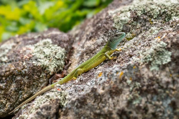 Lagarto Verde Lacerta Viridis Belo Lagarto Colorido Prados Rochas Europeias — Fotografia de Stock