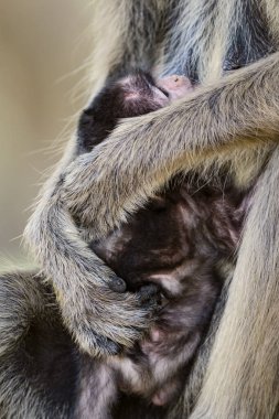 Hanuman Langur - Semnopithecus entellus, Hint altkıtasından güzel siyah yüzlü primat, Sri Lanka.