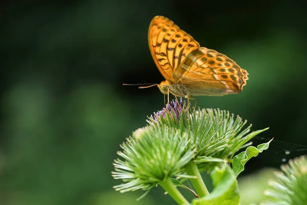 银洗净的弗里斯兰 Argynnis Paphia 美丽的大型橙色蝴蝶 产自欧洲草地 捷克共和国哈弗拉尼基 — 图库照片