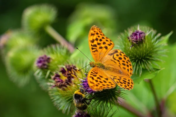 Silver Washed Fritillary Argynnis Paphia Beautiful Large Orange Butterfly European — Stock Photo, Image