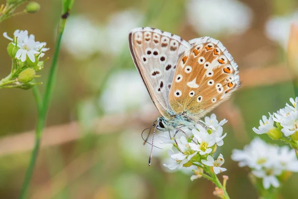 Chalk Hill Blue Polyommatus Coridon Mariposa Colores Beatos Prados Europeos — Foto de Stock