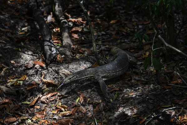 Bengal Monitor Varanus Bengalensis 스리랑카의 스리랑카 숲에서 서식하는 도마뱀 — 스톡 사진