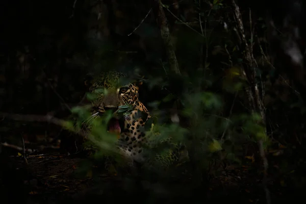 Sri Lanka Leopard Panthera Pardus Kotiya Bellissimo Gatto Selvatico Dalle — Foto Stock