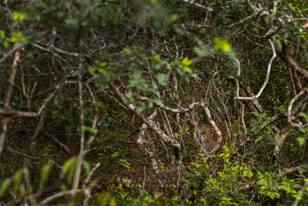 Sri Lanka Léopard Panthera Pardus Kotiya Beau Chat Sauvage Des — Photo