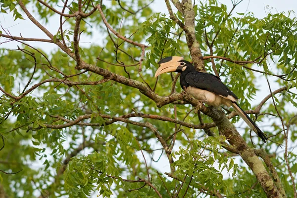 Malabar Pied Hornbill Anthracoceros Coronatus Duży Rogacz Subkontynentu Indyjskiego Sri — Zdjęcie stockowe