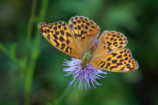 Gümüş Renginde Fırfırlar Argynnis Paphia Avrupa Çayırlarından Güzel Büyük Turuncu — Stok fotoğraf