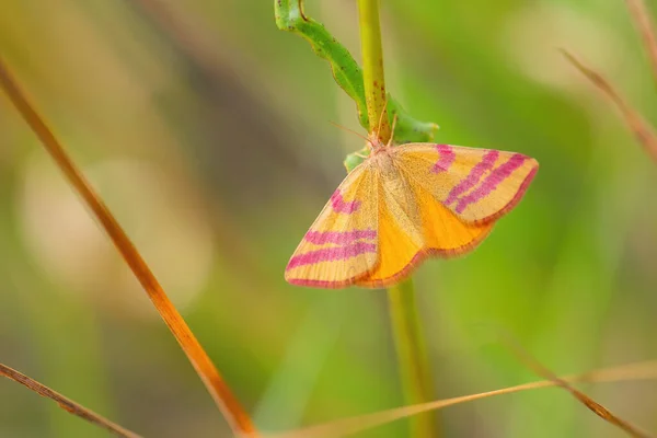 Purple-barred Yellow moth - Lythria cruentaria, beautiful colored moth from European meadows and grasslands, Havraniky, Czech Republic.