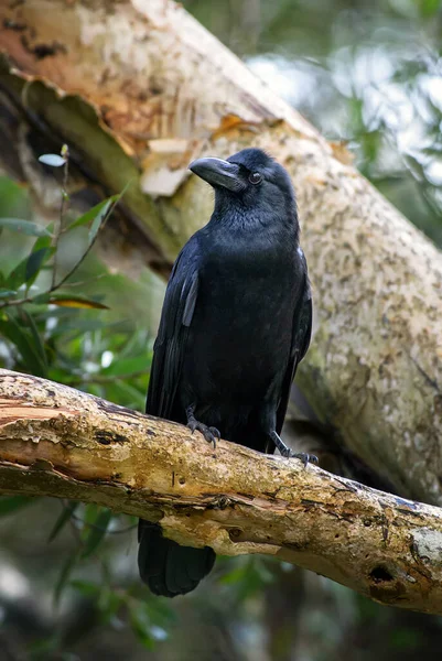 Corbeau Gros Bec Corvus Macrorhynchos Grand Corbeau Noir Des Forêts — Photo