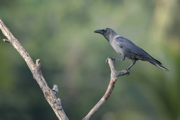 Hauskrähe Corvus Splendens Schwarze Krähe Aus Asiatischen Wäldern Und Wäldern — Stockfoto