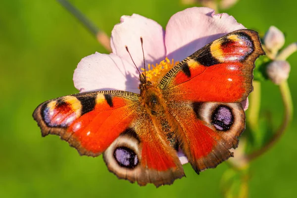 Peacock Butterfly Inachis Beautiful Colored Brushfoot Butterfly European Meadows Gardens — Stock Photo, Image