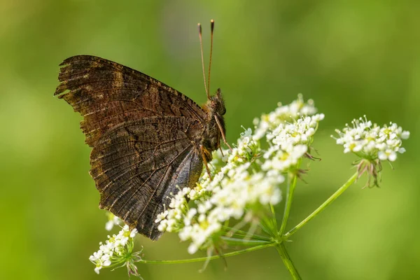Pfau Schmetterling Inachis Schöner Farbiger Reisigfußschmetterling Aus Europäischen Wiesen Und — Stockfoto
