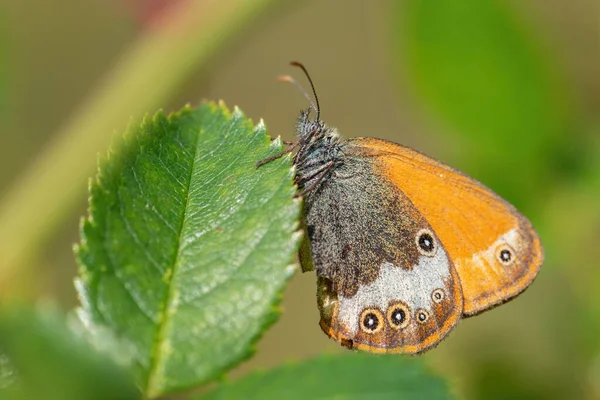 Pearly Heath Butterfly Coenonypha Arcania Piękny Kolorowy Motyl Europejskich Łąk — Zdjęcie stockowe