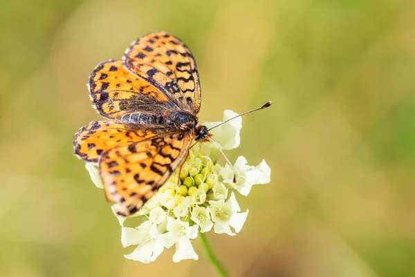 Spotted Fritillary Butterfly Melitaea Didyma Beautiful Shinning Butterfly European Meadows — Stock Photo, Image